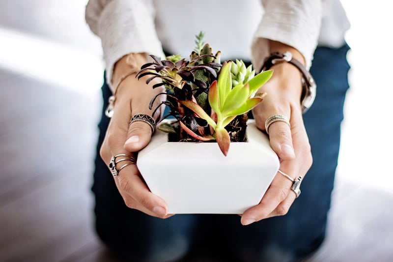 Customized Succulents